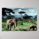 Buscar juveniles posters Animales