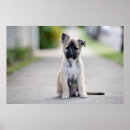 Buscar shepherd Cute