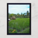 Buscar paddy postales Arroz