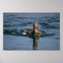 Buscar pato salvaje posters Naturaleza