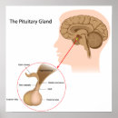 Buscar anatomía posterior posters Anterior
