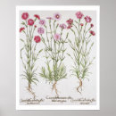 Buscar siglo xvii posters Flores
