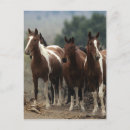 Buscar equestrian postales Mustang