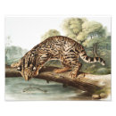 Buscar ocelot posters Vida silvestre
