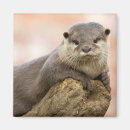 Buscar nutria linda imanes Naturaleza