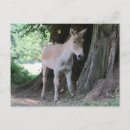 Buscar pequeño burro postales Burros