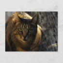 Buscar ojos verdes tarjetas Para niños