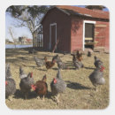 Buscar gallinero pegatinas Casa de gallinas