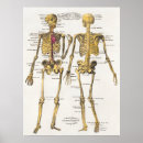 Buscar anatomía posters Humano