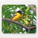 Buscar orioles Fauna