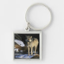 Buscar lobo gris llaveros Depredador