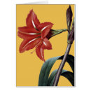 Buscar amaryllis Ilustracion de la flor