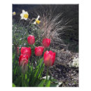 Buscar tulipanes posters Plantas