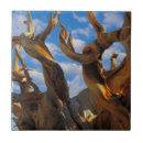 Buscar pino azulejos California