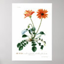 Buscar margarita africana posters Floral