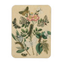 Buscar oruga imanes Mariposas