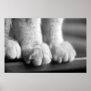 Buscar paws posters Gato