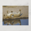 Buscar hembras postales Horizontal