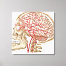 Buscar cráneo y huesos lienzos Partes del cuerpo humano