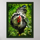 Buscar gallina negra posters Huevos