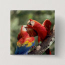 Buscar pájaros salvajes chapas Machacar