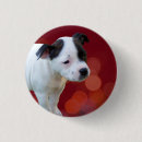 Buscar terrier chapas Animal