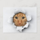 Buscar cat postales Gatos