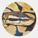 Buscar enrollado pegatinas Reptil