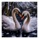 Buscar cisnes posters Pareja de cisnes