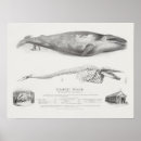 Buscar ballena azul posters Ballenas
