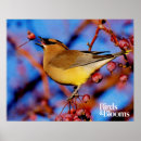 Buscar ornitología posters Avistamiento de aves