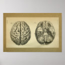 Buscar cerebro humano posters Nervios