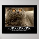 Buscar ronroneo Gato