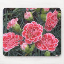 Buscar claveles electronica Floral