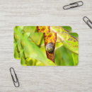 Buscar moluscos tarjetas de visita Concha