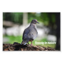Buscar palomas fotografía Naturaleza