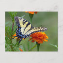 Buscar tigre colorido postales Naturaleza