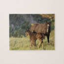 Buscar caballos nacionales Naturaleza