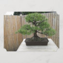 Buscar bonsais postales Árbol