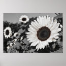 Buscar girasol arte Blanco y negro