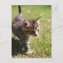 Buscar katzen postales Gatos