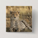 Buscar acinonyx Depredador