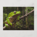 Buscar bicolor postales Rana