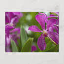 Buscar sánscrito postales Destino