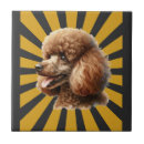 Buscar caniche azulejos Cachorro