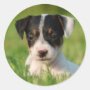 Buscar jack russell pegatinas Divertido