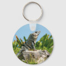 Buscar iguanas llaveros Naturaleza