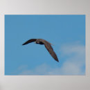 Buscar halcones posters Naturaleza