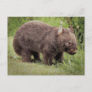 Buscar australian postales Wombat