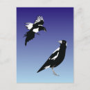 Buscar pájaros negros postales Urraca